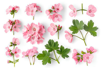 Pink Geranium Flowers and Leaves Botanical Collection