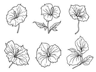 anthurium minimal flower drawing