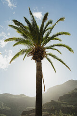 Silhouette of Palm Tree Against Blue Sky