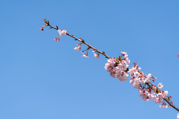 Pink cherry blossom(Cherry blossom, Japanese flowering cherry) on the Sakura tree. Sakura flowers are representative of Japanese flowers. The main part of the winter pass. I love everyone.