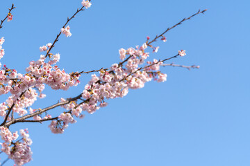 Pink cherry blossom(Cherry blossom, Japanese flowering cherry) on the Sakura tree. Sakura flowers are representative of Japanese flowers. The main part of the winter pass. I love everyone.