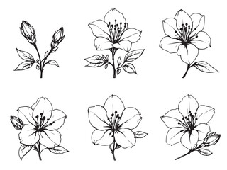 azalea botanical sketch outline