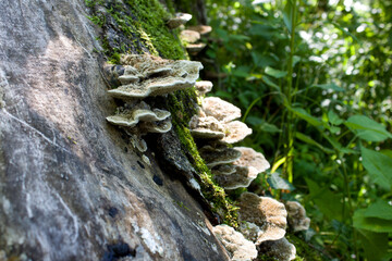 Moss-covered tree trunk hosts diverse fungi in lush Tyrol, Austria forest during summer