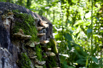 Mushrooms and moss thrive on a weathered stump in Tyrol, Austria, highlighting the beauty of nature and biodiversity