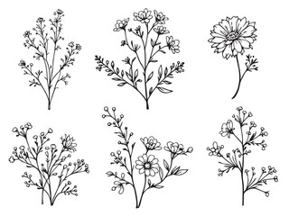 babys breath vector illustration