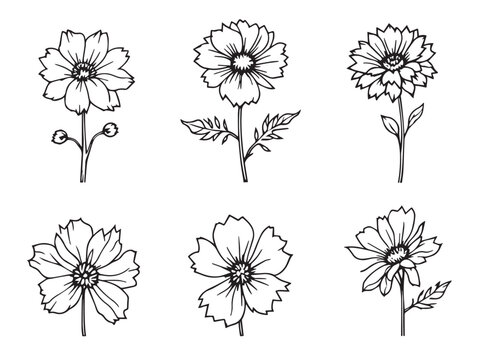 bachelor button floral outline