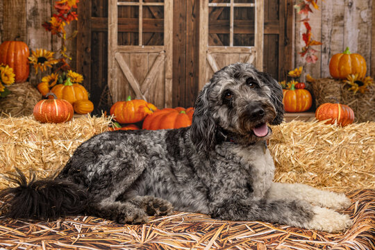 Gray Curly-Haired Dog Relaxing in Festive Fall Scene