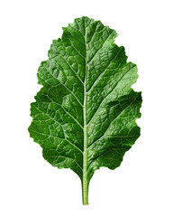 Single dark green leaf isolated on black background botanical nature plant