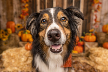 Australian Shepherd Looking into Camera in Autumn Scene