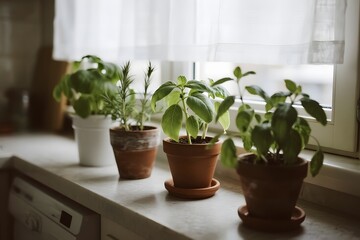 Fototapeta premium Plant Photography with Calm and Nature Mood