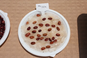 An overhead view of red kidney beans (Phaseolus vulgaris) showing early germination signs three days after sowing. Used for educational and scientific observation. This image is part of the Phaseolus 