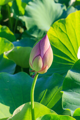 蓮の蕾