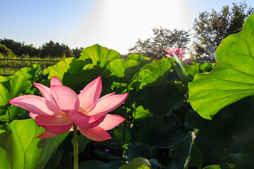 蓮の花が透過光で光る