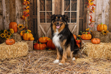 Autumn Dog Portrait with Pumpkins and Barn Doors