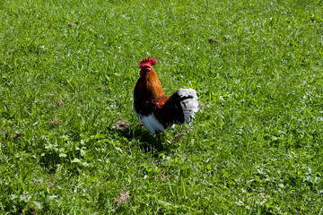 Colorful rooster struts through lush green grass in Tyrol, Austria during a sunny afternoon