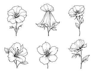 Fototapeta premium bellflower outline vector drawing