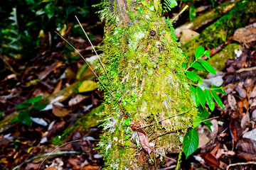 close up view of green moss in tropical forest, jambi, indonesia
