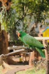 Tropical Parrot Perches In Paradise