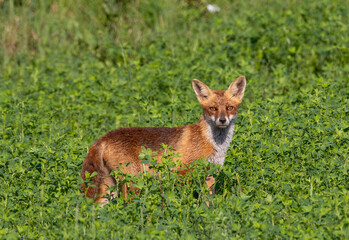 A Red Fox - Vulpes vulpes looking out from the grass