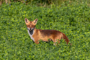 An red fox in the green grass. A Vulpes vulpes looking out from the grass