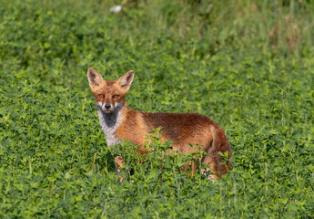 Profile of a fox standing in the grass