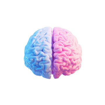 Split brain representation with blue and pink hemispheres isolated on transparent background