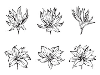 bird of paradise hand drawn art