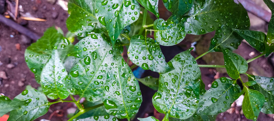 water drops on the leaves