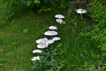 一列に並んだオオシロカラカサタケ