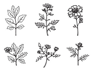 borage flower line art illustration