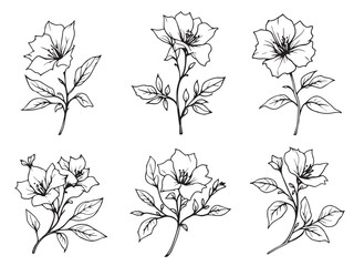 bougainvillea hand drawn design