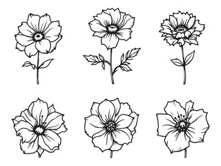 bouvardia floral outline drawing