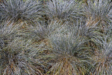 Close-up with the blue grass Festuca glauca