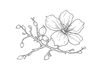 buds simple outline art