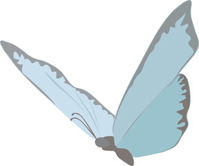 Fototapeta premium Elegant blue butterfly resting in a peaceful, sunlit natural setting