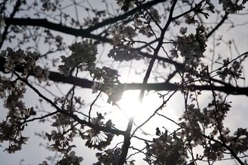 Cherry blossom petals reflected in the backlight