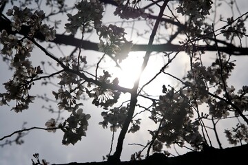 Sunlight and cherry blossom petals