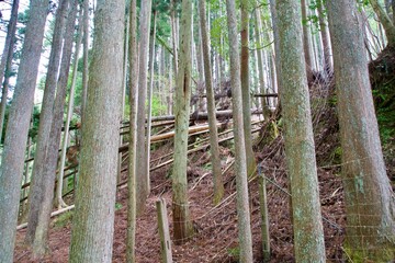 Landscape of fallen trees and forest