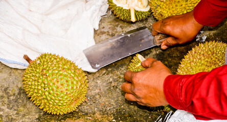 close-up view of Montong durian fruit, Medan, North Sumatra