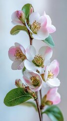 Delicate Pink And White Flowers Close Up