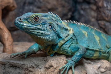 Obraz premium Exotic iguana poop on a rock within a controlled environment like a zoo or sanctuary.