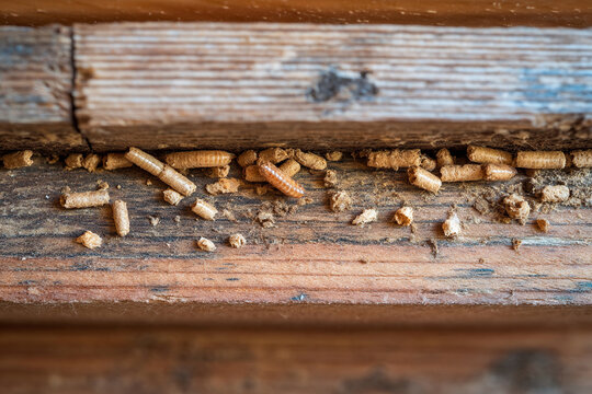 A segment of termite fecal pellets in a wooden structure, indicating an infestation.