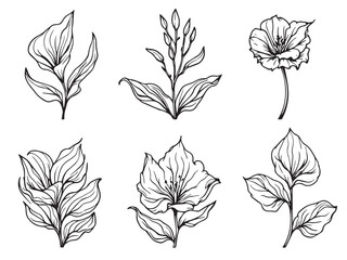 canna lily flower line art