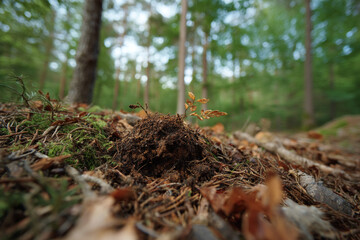 Time-lapse photography capturing the decomposition of fox feces in a woodland scenario.
