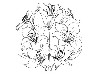 canna lily vector outline