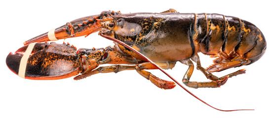 Fresh Canadian lobster isolated on white background with clipping path, premium seafood concept PNG file.