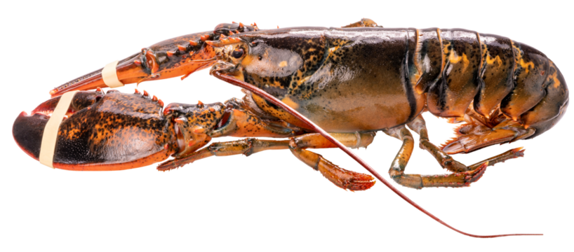 Fresh Canadian lobster isolated on white background with clipping path, premium seafood concept PNG file.