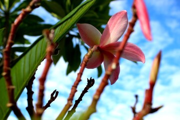 Upward View of Pink Plumeria Flower Framed by Branches Against Blue Sky