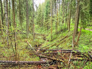 Lush green forest with fallen trees and gnarled branches during a cloudy day in early spring
