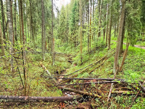 Lush green forest with fallen trees and gnarled branches during a cloudy day in early spring - Powered by Adobe